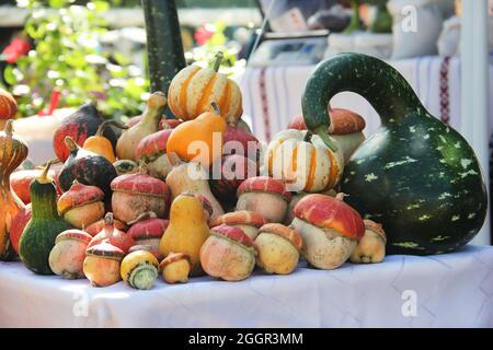 Autunno colore Pumpkins im intero mercato di alimenti. Tavolozze di colori ispirate all'autunno. Mercato di verdure d'autunno: Varietà di zucca e zucche. VARI TIPI PUMPK Foto Stock