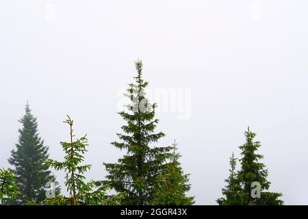 Berg Laber nei pressi di Oberammergau, Allgäu. Paesaggio bavarese con alberi in tempo nuvoloso. Scarsa visibilità nella nebbia. Foto Stock