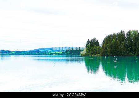 Lech Reservoir a Lechbruck am See. Vista sul lago con la natura circostante. Riflessione nell'acqua. Foto Stock