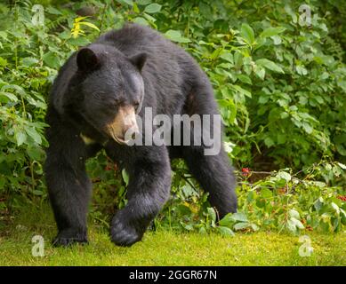 WARREN, VERMONT, USA - orso nero americano. Ursus americanus Foto Stock