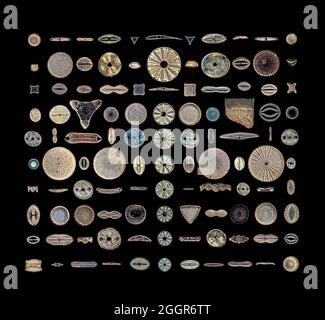 Fotomicrografia darkfield, diatomi fossili, Lomita, California, USA, selezione diversificata di moduli Foto Stock