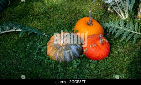 Zucca a terra con foglie di pianta. Halloween e sfondo autunno. Vacanze. Foto Stock