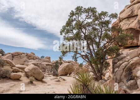 Un pinyon si sviluppa vicino ad un'alta parete rocciosa lungo il percorso naturalistico della Valle nascosta nel Parco Nazionale di Joshua Tree. Foto Stock