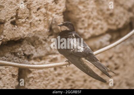 Swallow uccello siede su un filo contro lo sfondo di un guscio di mattoni, animali e fauna selvatica, primo piano. Foto Stock