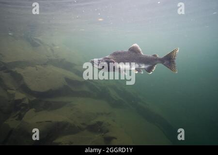 Salmone rosa maschile con caratteristiche di riproduzione delle uova. Foto Stock