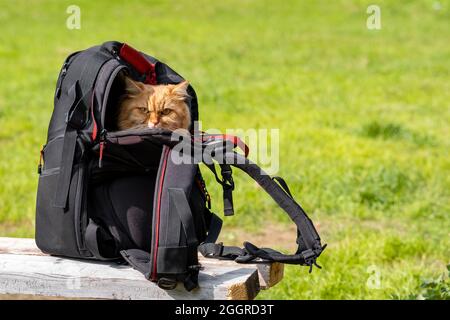 il gatto zenzero viaggia seduto in uno zaino Foto Stock