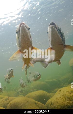 salmone rosa maschile e femminile. Foto Stock