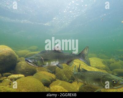 Salmone rosa maschile. Foto Stock