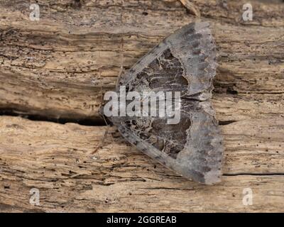 Mormo maura, la Vecchia Signora Moth, conosciuta anche come la Nera Moth Underwing, arroccato su un ceppo. Foto Stock