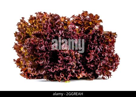 Lattuga fresca rossa arricciata isolata su sfondo bianco Foto Stock