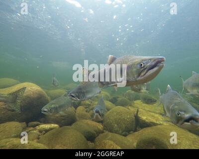 Scuola di salmone umpback della riproduzione Foto Stock