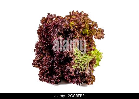 Lattuga fresca rossa arricciata isolata su sfondo bianco Foto Stock