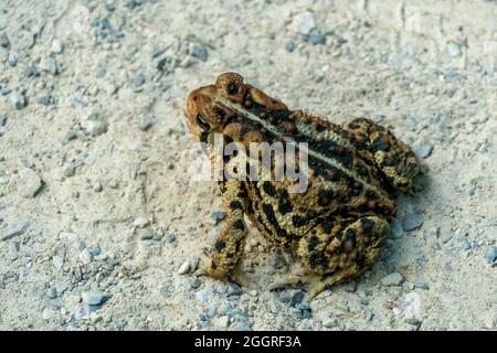 Foresta, colorato rospo saltato lungo la strada forestale Foto Stock