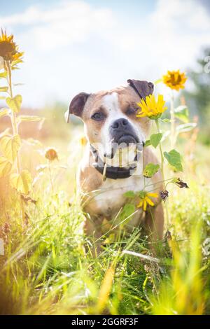 Bulldog seduto in un campo di girasole Foto Stock