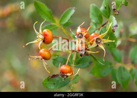 I fianchi rossi di rosa maturano sui cespugli del campo Foto Stock