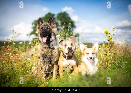 Tre cani seduti in un prato di fiori (Pastore tedesco, Bulldog e Corgi Pembroke gallese) Foto Stock