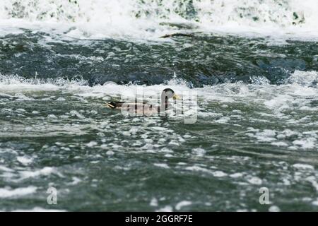 Un mallardo che nuota in un fiume inquinato. Concetto di questioni ambientali, come fiumi e animali minacciati dall'inquinamento. Spazio di copia. Foto Stock