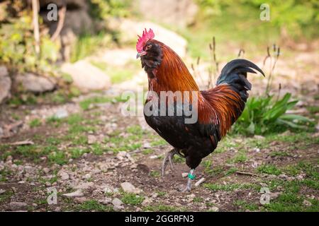 Bantam Thuringian Bareded Chicken Rooster (Thüringer Zwerg-Barthhuhn), una razza di pollo tedesca Foto Stock