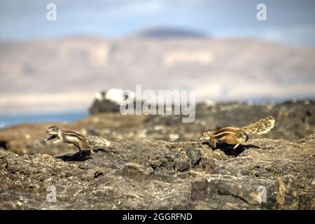 Primo piano di due scoiattoli barbarici (Atlantoxerus getulus) che corrono sulle rocce Foto Stock