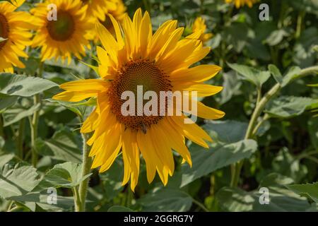 Grande girasole giallo che cresce nel campo. Un'ape siede su un fiore. Foto Stock