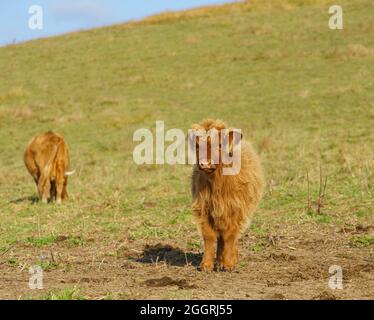 Primo piano di una splendida e inquisitive rosso chiaro marrone Scottish Highland Cattle Calf Wiltshire UK Foto Stock