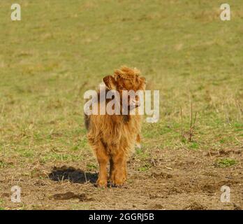 Primo piano di una splendida e inquisitive rosso chiaro marrone Scottish Highland Cattle Calf Wiltshire UK Foto Stock