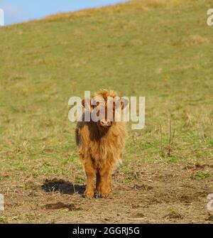 Primo piano di una splendida e inquisitive rosso chiaro marrone Scottish Highland Cattle Calf Wiltshire UK Foto Stock