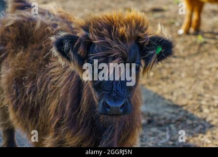 Primo piano di un bellissimo e inquisitivo vitello scozzese marrone delle Highland Foto Stock