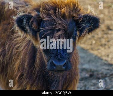 Primo piano di un bellissimo e inquisitivo vitello scozzese marrone delle Highland Foto Stock