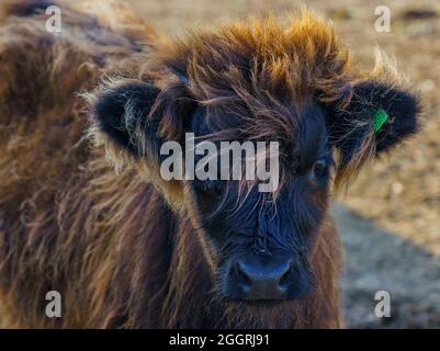 Primo piano di un bellissimo e inquisitivo vitello scozzese marrone delle Highland Foto Stock