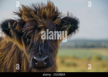 Primo piano di un bellissimo e inquisitivo vitello scozzese marrone delle Highland Foto Stock