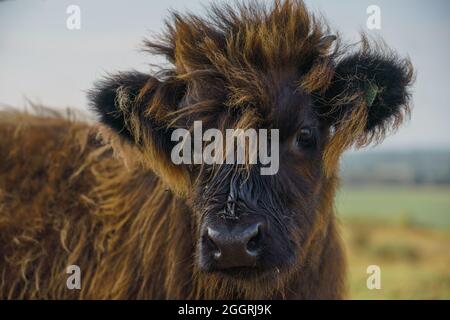 Primo piano di un bellissimo e inquisitivo vitello scozzese marrone delle Highland Foto Stock