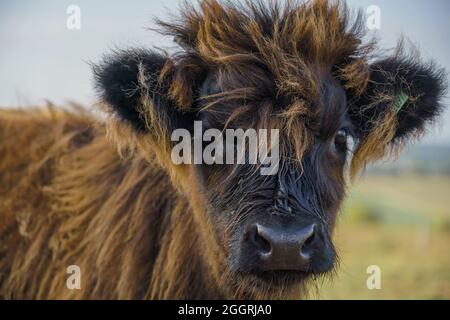 Primo piano di un bellissimo e inquisitivo vitello scozzese marrone delle Highland Foto Stock