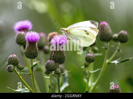 Cavolo farfalla bianca sorseggia il nettare di un fiore canadese Thistle nella natura selvaggia. Foto Stock