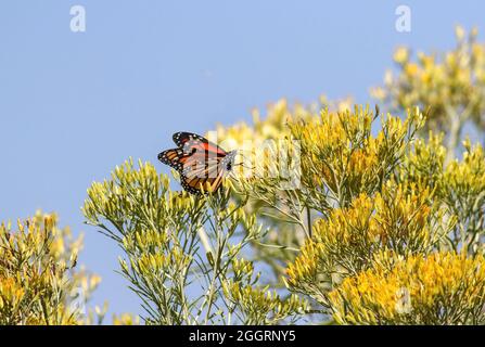 Una graziosa farfalla monarca in cima a un selvaggio cespuglio di Rabbitbrush, con uno sfondo di cielo blu chiaro e polveroso. Foto Stock