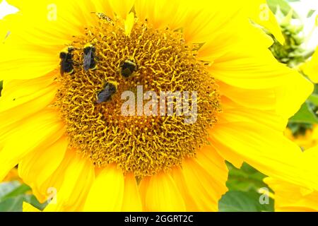 Primo piano di quattro bumblebees su un grande fiore giallo di girasole Foto Stock