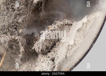 Il filtro per vuoto completamente ciclonico è pieno di polvere, detriti, pelliccia per animali domestici e capelli. Closeup o macro di contenitore di stoccaggio vca riempito eccessivamente Foto Stock