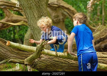 Due ragazzi, fratelli, fratelli, fratelli, insieme, delizia, sorprendi, esplora, arrampicandoti, condividendo la scoperta della natura su un tronco di albero morto caduto nel bosco. Foto Stock