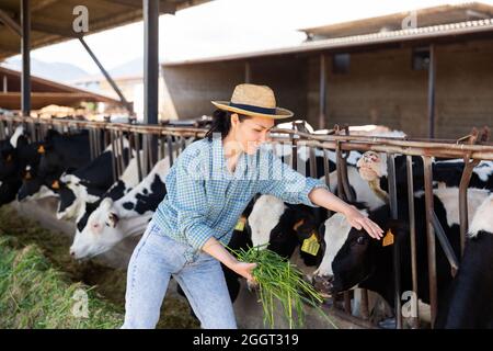 L'agricoltore femmina nutre le mucche con erba in stalla di caseificio Foto Stock