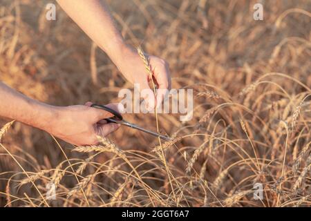 Campo di grano. Mani che tengono le orecchie di grano dorato vicino. Le spighe mature di grano sono tagliate fuori. Paesaggio rurale sotto la luce del sole splendente. Sfondo di maturazione Foto Stock