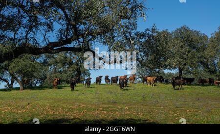 toro da combattimento spagnolo nei pascoli vicino a querce di dehesa Andalusia, Spagna campo. Tori neri grandi che pascolo l'erba in un prato a s bello Foto Stock