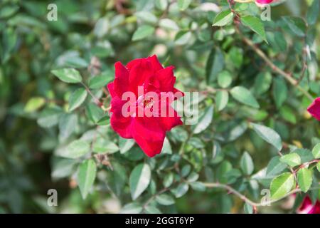 Inverno rosa in un letto di fiori a Bangkok. Rosa rossa nell'inverno tropicale Foto Stock