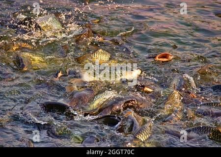 Le carpe cinesi (Ctenopharyngodon idella) sono allevate negli stagni del sud-est asiatico. Questi pesci reagiscono vividamente all'alimentazione, stabilimento di pesci dello stagno. Pesce gatto Foto Stock