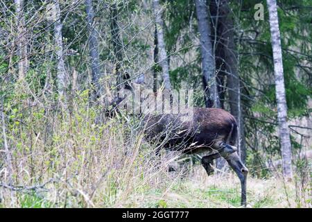 Moose madre di due calve di alci attraversa la strada forestale, al confine della foresta. Metà maggio nelle foreste boree settentrionali come il tempo di calving Foto Stock