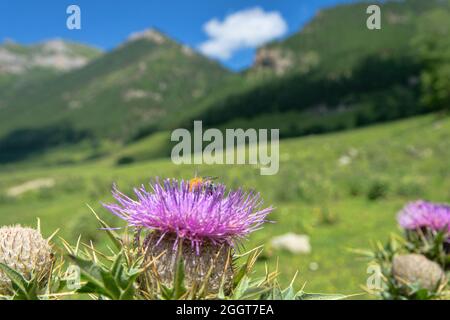 Cardo fiorito (corolla fiore) nei monti del Caucaso, alpeggi Foto Stock