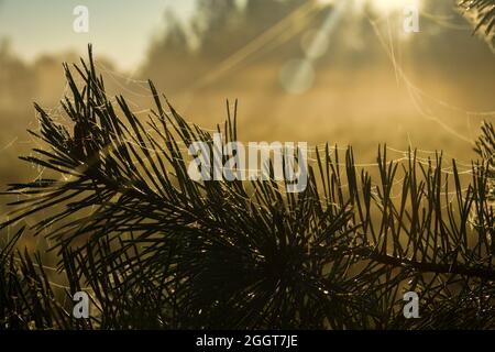 Il ramo di pino è coperto di ciottoli in una mattina foggy con il sole che sorge sullo sfondo Foto Stock