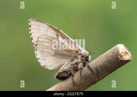 Una Moth gitana, Lymantria dispar, arroccata su un ramoscello. Foto Stock