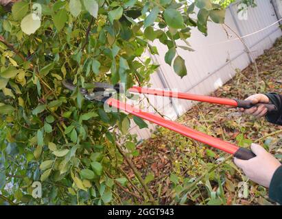 Giardiniere con attrezzi da giardino potatura Rose. Rose rampicanti delle prune. Come a Prune Roses Bush. Foto Stock