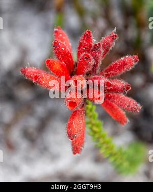 Erica cerinthoides fiori nel Capo Sud, Sudafrica Foto Stock