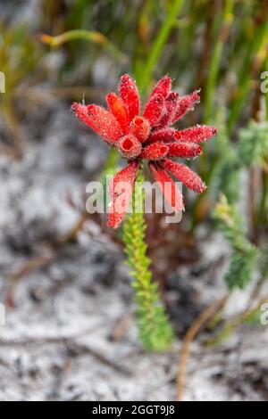 Erica cerinthoides fiori nel Capo Sud, Sudafrica Foto Stock